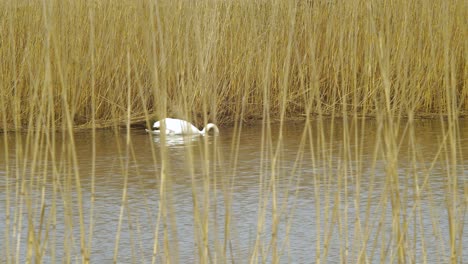 White-mute-swan-swim-across-the-calm-lake-on-a-sunny-day,-food-searching,-dry-beige-reed-steams,-medium-shot-from-a-distance