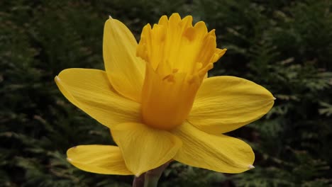 Der-Frühling-Kommt-Und-Die-Blume-Blüht
