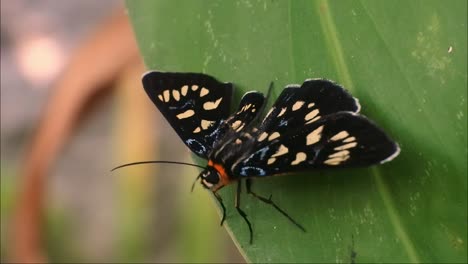 Schmetterling-Mit-Schönem-Motiv,-Insekta-Hd-Video,-Schwarzer-Schmetterling-Auf-Blättern-Im-Blumengarten