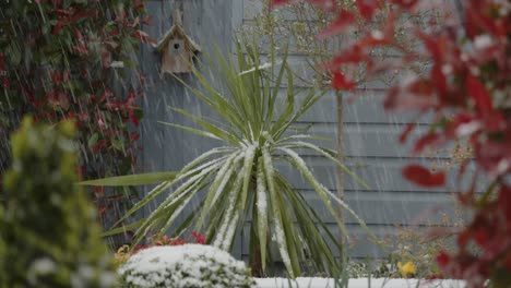 Granizo-Cayendo-Sobre-Cordyline-En-Un-Jardín-Británico