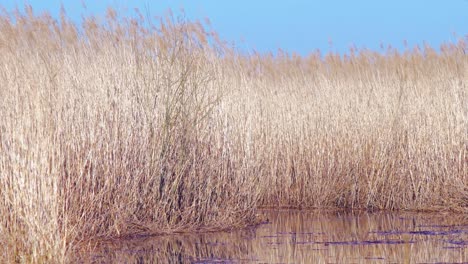 Dry-beige-reed-steams-on-the-wind,-reed-plants-near-the-lake,-lake-Pape-Nature-park-,-sunny-spring-day,-wide-shot