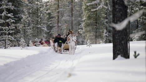 Aventura-De-Paseo-En-Renos-En-El-Campo-Nevado-De-Muonio,-Cerca-De-La-Región-Más-Septentrional-De-Finlandia