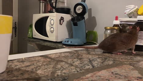 Una-Rata-Marrón-Husmeando-En-El-Mostrador-De-La-Cocina