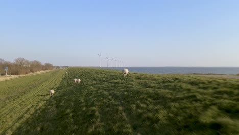 Aerial-towards-sheeps-on-lake-shore,-herding-on-green-field