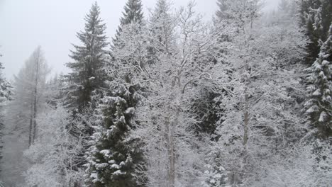 Schneebedeckte-Bäume-Im-Winterwald,-Düsterer-Wintertag---Schwenk