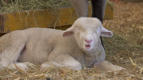 Close-up-shot-of-sweet-baby-sheep-eating-hay-with-closed-eyes-in-countryside-stable,-prores-422