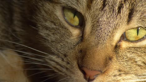 Close-Up-of-Cute-Cat's-Face,-Eyes-and-Nose