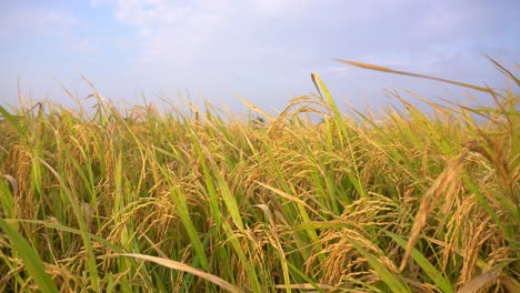 Rice-is-the-staple-food-in-many-Asian-countries