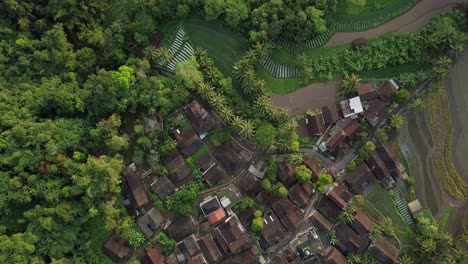 Aerial-flyover-village-surrounded-by-dense-forest-trees,-plantation,-tropical-palm-trees-in-Magelang,Central-Java