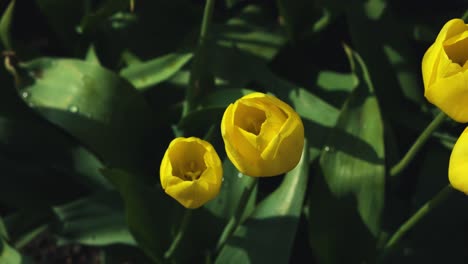 Hermosos-Tulipanes-En-Holanda,-Pueblo-Holandés-De-Michigan
