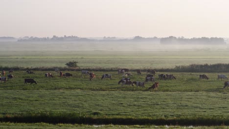 Slow-aerial-panning-shot-of-cows-grazing-in-lush-green-pastures-in-the-early-morning-will-low-fog-over-the-fields