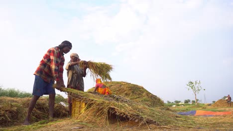 Boro-paddy-is-grown-in-large-quantities-in-summer-Asian-countries