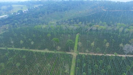 Spectacular-aerial-view-with-drone-of-the-coffee-harvest-in-Huatusco,-Veracruz