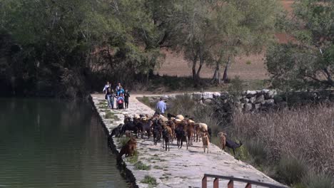 Goat-Sheppard-in-Mediterranean-countryside-with-Sunday-walkers-in-slow-motion