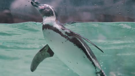 Pingüino-Magallánico-Nadando-Suavemente-Dentro-De-Un-Acuario-Con-Agua-Azul-Clara