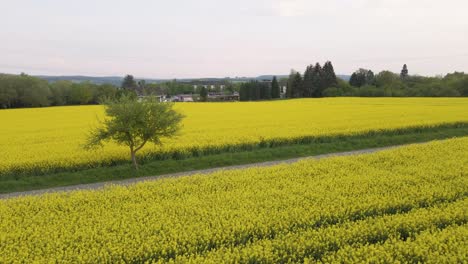 Stunning-yellow-rapeseed-fields-in-the-rural-countryside-of-Hesse,-Germany