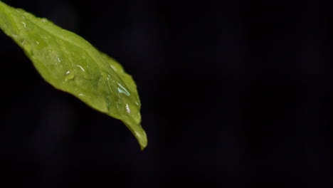 Drops-of-water-falling-on-a-leaf-isolated-on-a-black-background