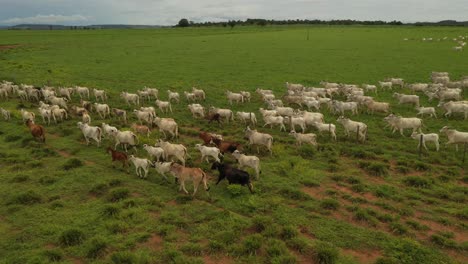 cattle-ranching-in-the-amazon-in-a-deforested-area-in-the-north-of-brazil-on-the-amazon-rain-forest