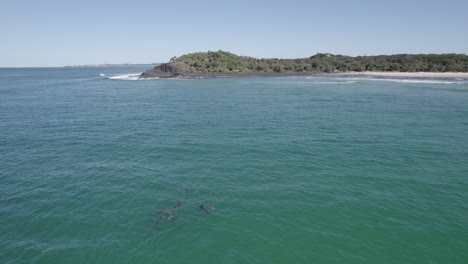 Group-Of-Bottlenose-Dolphins-Swimming-Near-Fingal-Headland-In-NSW,-Australia---aerial-drone-shot