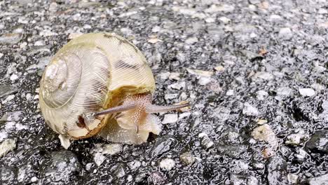 land-snail-retreats-into-shell