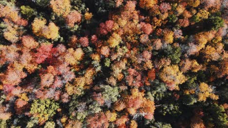 Aerial-view-of-trees-and-bushes-on-autumn-season-at-daytime