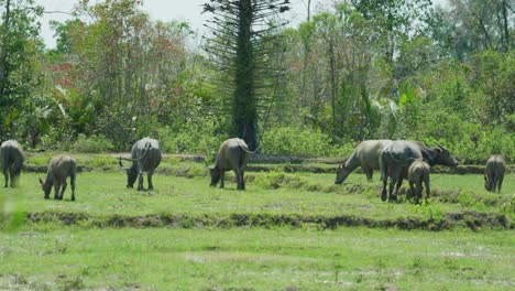 4K-Cinematic-wildlife-footage-of-buffaloes-in-a-field-in-slow-motion-on-the-island-of-Ko-Klang-in-Krabi,-South-Thailand-on-a-sunny-day-eating-grass