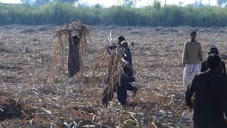 Punjab-Farmer-Carrying-Sugar-Cane-On-Shoulder-Past-Other-Workers-In-Field