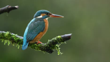 Close-up-static-shot-of-a-kingfisher-sitting-on-a-lichen-covered-branch-with-an-out-of-focus-background-looking-for-fish,-slow-motion