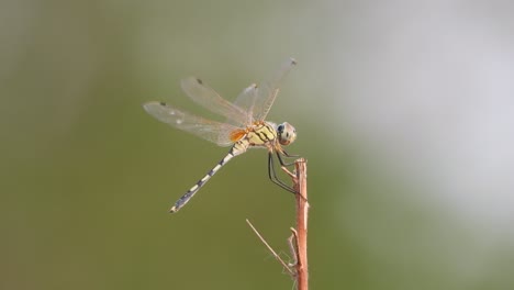 Dragonfly---wind--air--force-