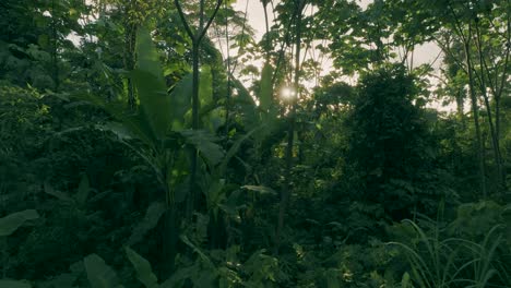 4k-Luftaufnahme-Des-Sonnenaufgangs-Im-Amazonas-Wald
