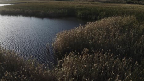 Aerial-view-of-a-lake-and-reeds-at-golden-hour,-slowly-tracking-from-tight-to-wide-shot