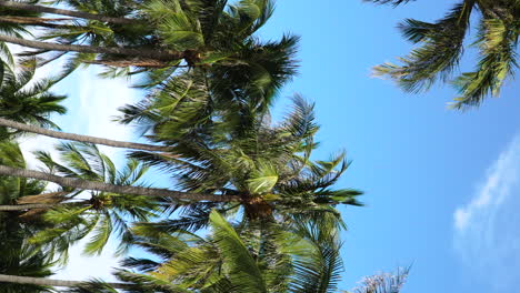 Vertical-portrait-video,-lush-green-palm-coconut-tree-forest,-blue-summer-sky-in-background
