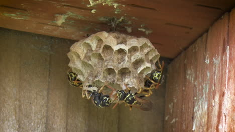 A-single-adult-wasp-breaks-from-his-cocoon-to-join-his-family-in-a-nest-on-a-wooden-fence