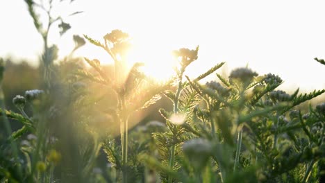 Schiebebilder-Von-Grünen-Pflanzen-Mit-Einem-Schönen-Filmischen-Bokeh-Mit-Einigen-Sonneneruptionen