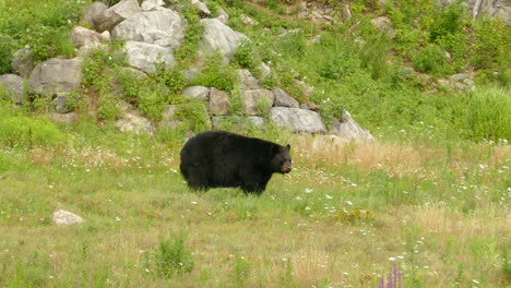 Grown-Black-Bear-in-Wild,-Calmly-Walking-Around