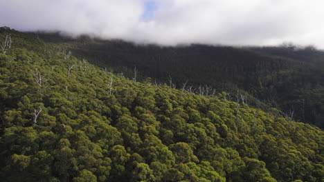 A-drone-shot-over-a-forest-in-Tasmania
