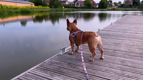 Brauner-Frenchie-Hund,-Der-Die-Umgebung-Mit-Blick-Auf-Eine-Kleine-Uferpromenade-Und-Eine-Entfernte-Nachbarschaft-Beobachtet
