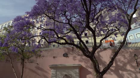 Jacaranda-Bäume-Blühen,-Kurz-Bevor-Der-Sommer-In-Portugal-Eintrifft,-Und-Die-Blumen-Scheinen-Den-Himmel-Entlang-Der-Von-Bäumen-Gesäumten-Hauptstraßen-Von-Lissabon-Zu-Reflektieren