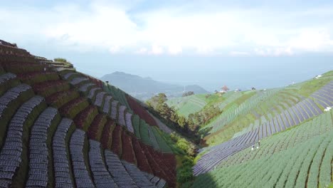 Aerial-view-of-beautiful-terraced-vegetable-plantation-on-the-slope-of-mount-Sumbing-in-Magelang,-central-java,-Indonesia