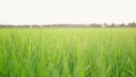 Nahaufnahme-Der-Schönen-Reispflanzen-In-Einem-Wunderschönen-Reisfeld-Auf-Bio-Bauernhöfen-Bei-Sonnenuntergang