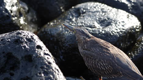 Close-Up-View-Of-Lava-Heron-Perched-In-Between-Lava-Rocks-In-The-Galapagos