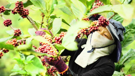 Bauern,-Die-An-Einem-Sonnigen-Tag-Auf-Dem-Feld-Bei-Der-Kaffeeernte-Arbeiten,-Asiatische-Bäuerin-Aus-Nächster-Nähe