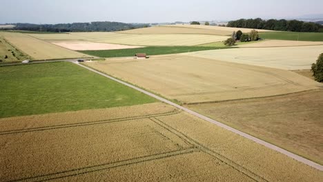 Drone-high-view-of-large-wheat-fields-for-agriculture-in-Switzerland,-crossed-by-a-few-roads