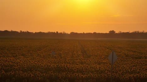 Warmes-Sonnenblumenfeld-Während-Des-Sonnenaufgangsschubs