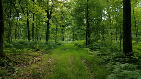 4K-Cinematic-nature-footage-of-a-drone-flying-over-a-footpath-in-the-middle-of-the-forest-in-Normandy,-France-on-a-sunny-day