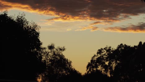 Australischer-Sonnenuntergang-Mit-Gummibäumen-Und-Wolken-Während-Der-Goldenen-Stunde,-Vogel-Fliegt-Vorbei,-Maffra,-Victoria,-Australien