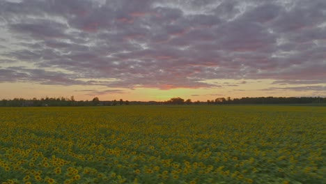 Side-dolly-shot-of-a-perfect-sunflower-field-during-a-red-sky-sunset