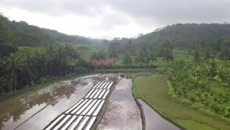 Luftüberführung-überflutete-Reisfelder,-Umgeben-Von-Tropischer-Landschaft-Mit-Palmen-An-Bewölkten-Tagen-In-Indonesien