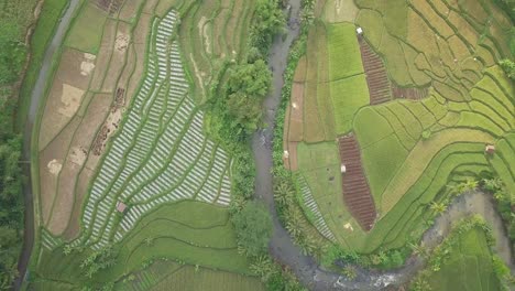 Overhead-drone-shot-tropical-landscape-of-rice-fields-surrounded-by-palm-trees-and-big-river-in-the-middle-in-Indonesia
