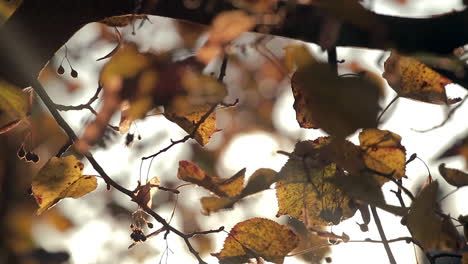 Herbstfarben-Blätter-Und-Natur.-Nahaufnahme